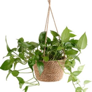 Jardinière suspendue avec corde de jute tissée en macramé, avec plante verte à l'intérieur
