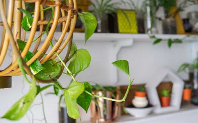 Les meilleures plantes à associer avec du rotin Les meilleures plantes à associer avec du rotin L'univers de la décoration d'intérieur meilleures plantes associer rotin 7