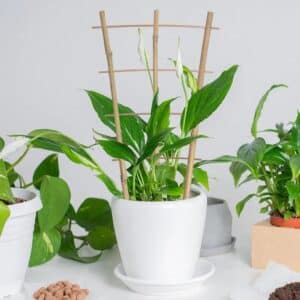 Échelle Bambou pour Décoration de Plantes mise dans un pot d'une plante verte